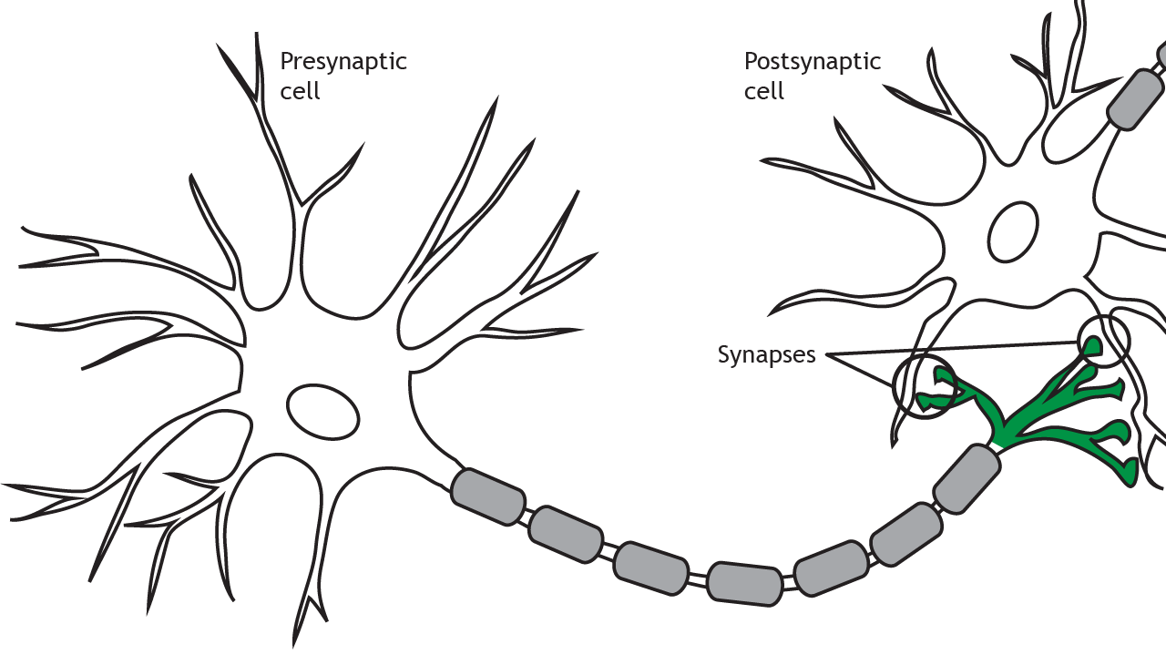 Neuron