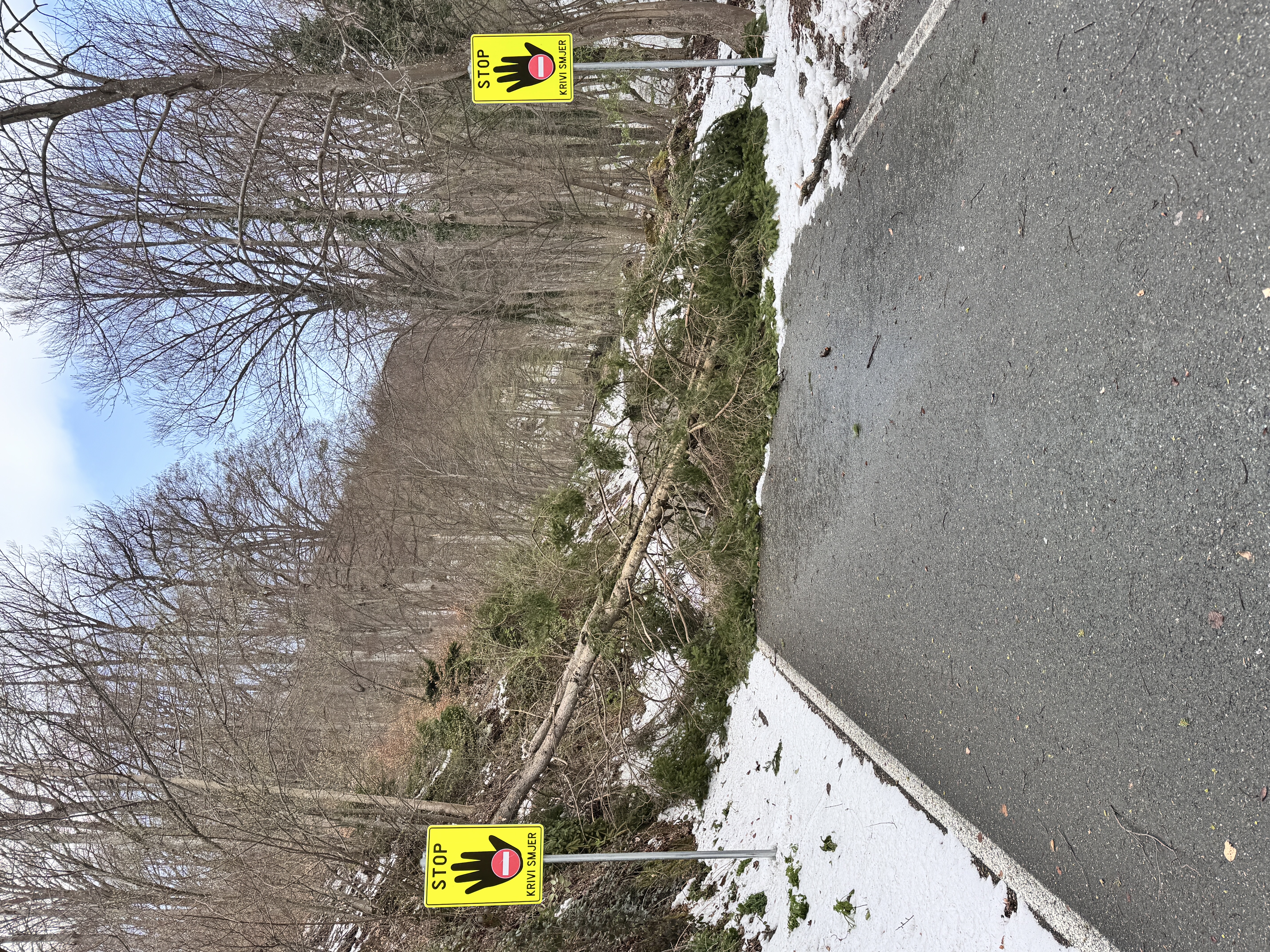 A dead tree blocking the road.