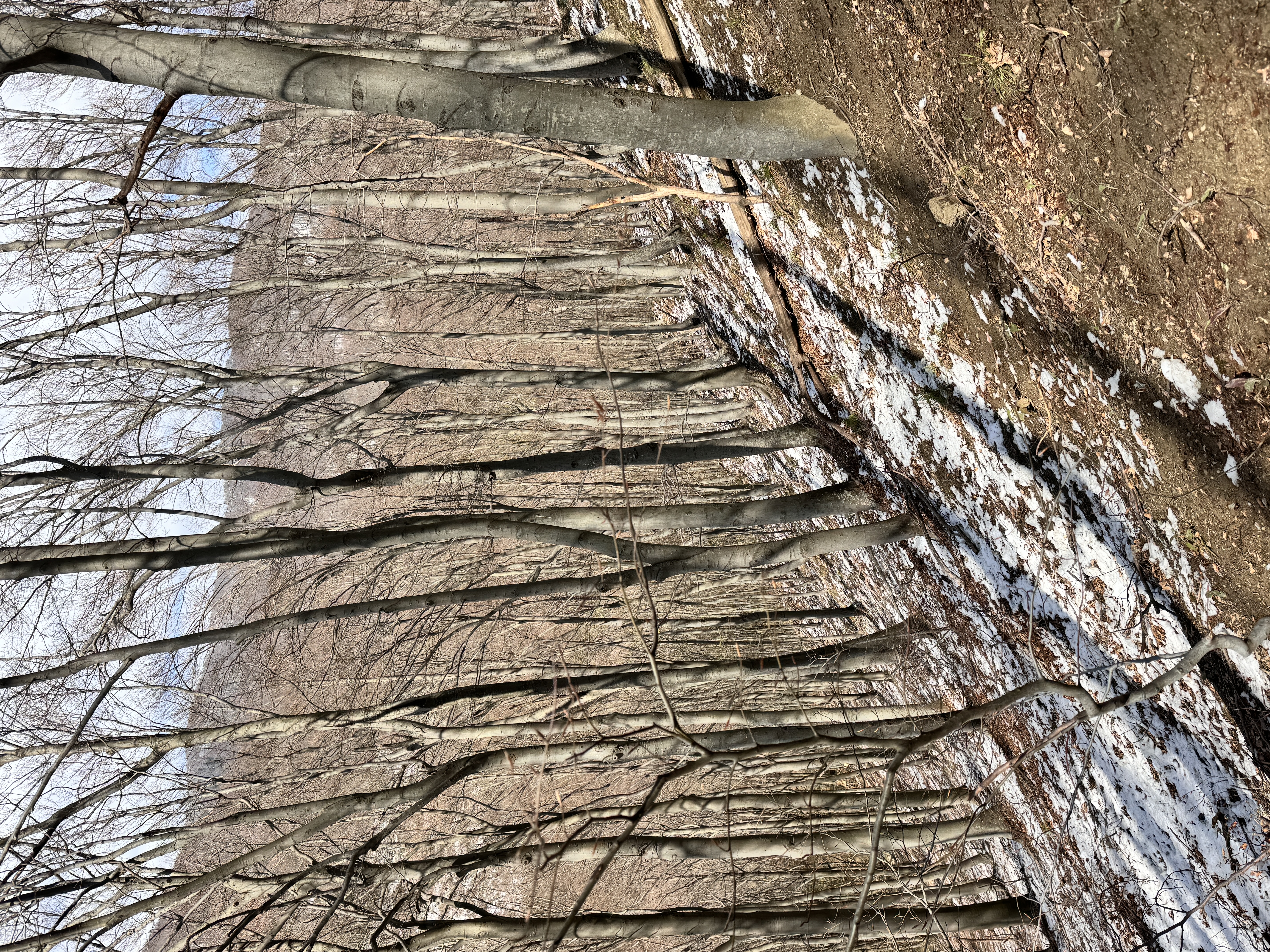 First appearance of snow along the hike.