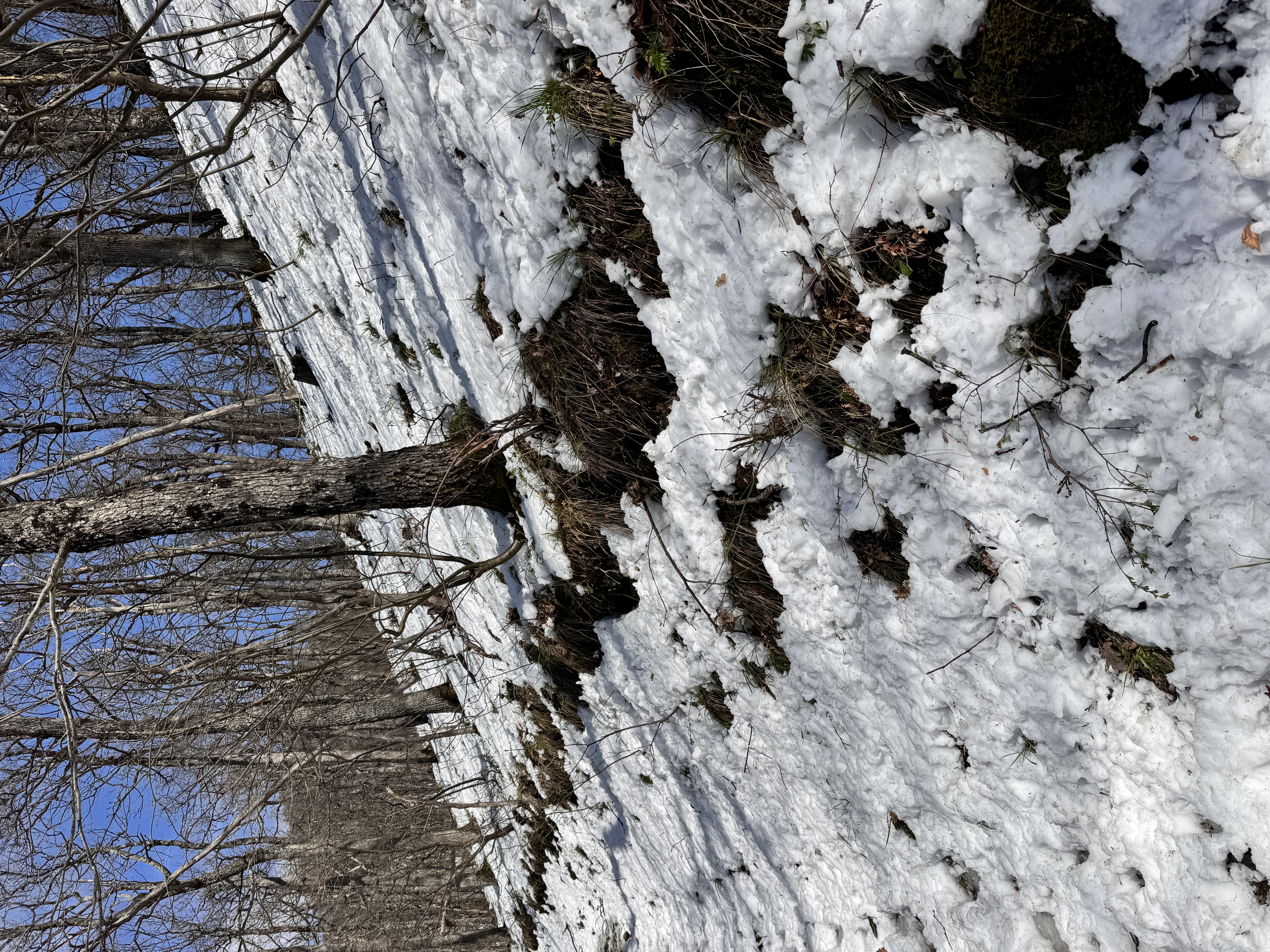 The hiking trail covered in snow