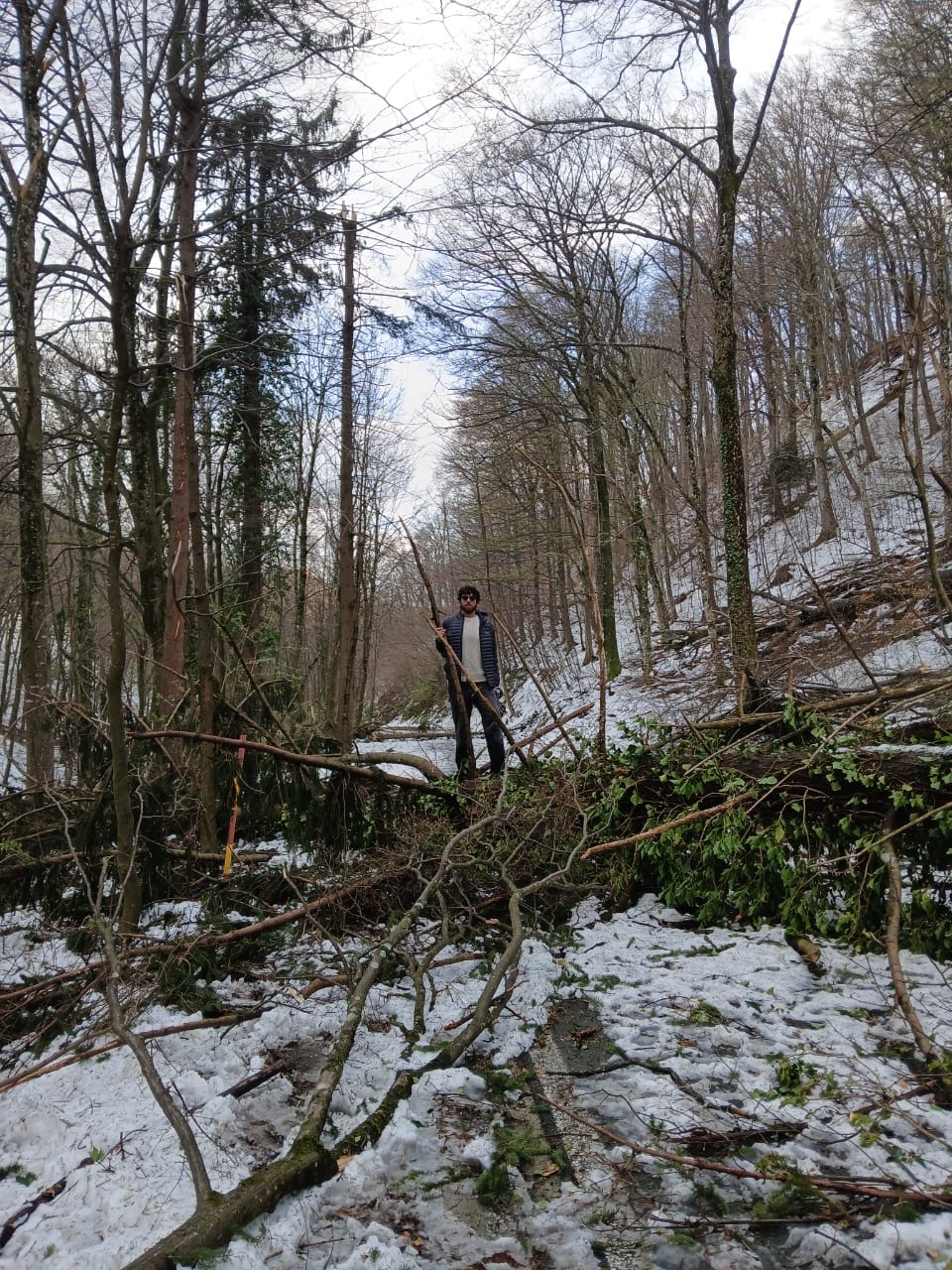 Standing on top of dead tree.